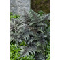 Athyrium niponicum Pewter Lace - Japanse regenboogvaren - 