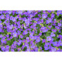 Aubrieta Hybride Hamburger Stadtpark - Blauwkussen