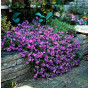 Aubrieta Hybride Hamburger Stadtpark - Blauwkussen