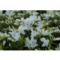 Azalea - Rhododendron 'Adonis'