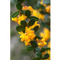 Berberis frikantii 'Telstar' - Zuurbes