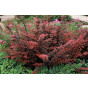 Berberis thunbergii Atropurpurea - Zuurbes