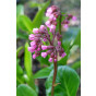 Bergenia cordifolia - Schoenlappersplant