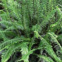 Blechnum spicant - Dubbelloof