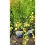 Cytisus scoparius | Brem 