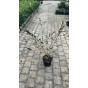 Buddleja davidii Black Knight - Vlinderstruik