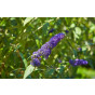 Buddleja Empire Blue - Vlinderstruik