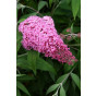 Buddleja davidii Pink Delight - Vlinderstruik