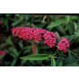 Buddleja davidii Royal Red - Vlinderstruik