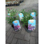 Buddleja Summerkids - laagblijvende vlinderstruik