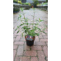 Buddleja davidii Tricolor - Vlinderstruik