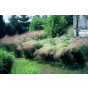 Calamagrostis acutiflora “Overdam” - Bont struisriet