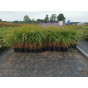 Calamagrostis brachytricha - Diamantgras