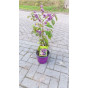 Callicarpa bodinieri Profusion - Schoonvrucht