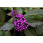 Schoonvrucht - Callicarpa bodinieri 'Profusion'