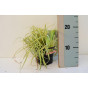 Carex oshimensis Evergold | Zegge
