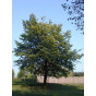 Haagbeuk - Carpinus betulus - boom