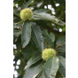 Castanea sativa | Tamme kastanje | bosplantsoen