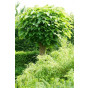 Catalpa bignonioides 'Nana' - Bolcatalpa