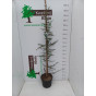 Cedrus libani Glauca - Blauwe Ceder