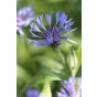 Centaurea montana 'Coerulea' - Korenbloem - 