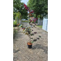 Judasboom - Cercis canadensis Forest Pansy ( struik )