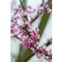Judasboom - Cercis canadensis Forest Pansy ( struik )