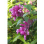 Chelone obliqua - Schildpadbloem 
