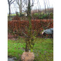 Oude fruitboom - Pyrus c. Conference 