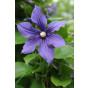 Clematis alpina | Bosrank