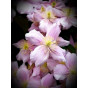 Clematis mont. Elizabeth | Bosrank