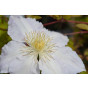 Clematis Gladys Picard | Bosrank