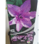 Bosrank - Clematis 'Hagley Hybrid'