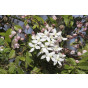 Clematis mont. Grandiflora | Bosrank