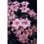 Clematis 'Pink Fantasy'