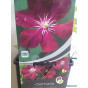 Bosrank - Clematis 'Rouge Cardinal'
