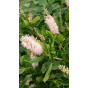 Clethra alnifolia Pink Spire - Schijnels