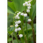 Convallaria majalis - Lelietje van dalen - 