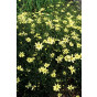 Coreopsis verticillata “Moonbeam” - meisjesogen