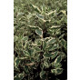 Cornus alba 'Elegantissima' - Bonte kornoelje