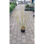 Cornus flaviramea - Canadese Kornoelje