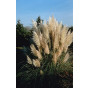 Pampasgras | Cortaderia