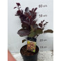 Cotinus cogg. Royal Purple | Pruikenboom