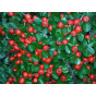 Cotoneaster pr. 'Queen of Carpets' - Dwergmispel