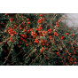 Cotoneaster suec. 'Coral beauty' - Dwergmispel