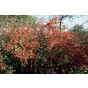 Cotoneaster bullatus - Dwergmispel