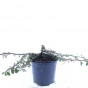 Cotoneaster radicans Rami | Dwergmispel