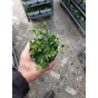 Cotoneaster procumbens Streibs Findling - Dwergmispel