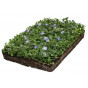 Vinca minor - maagdenpalm - Plantmat Covergreen®
