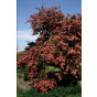 Rode meidoorn - Crataegus 'Paul's Scarlet' - boom